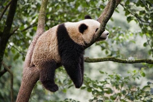 Panda 20