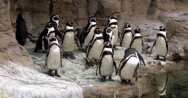 produce quality for Google - Google Penguin - content marketing - quality content